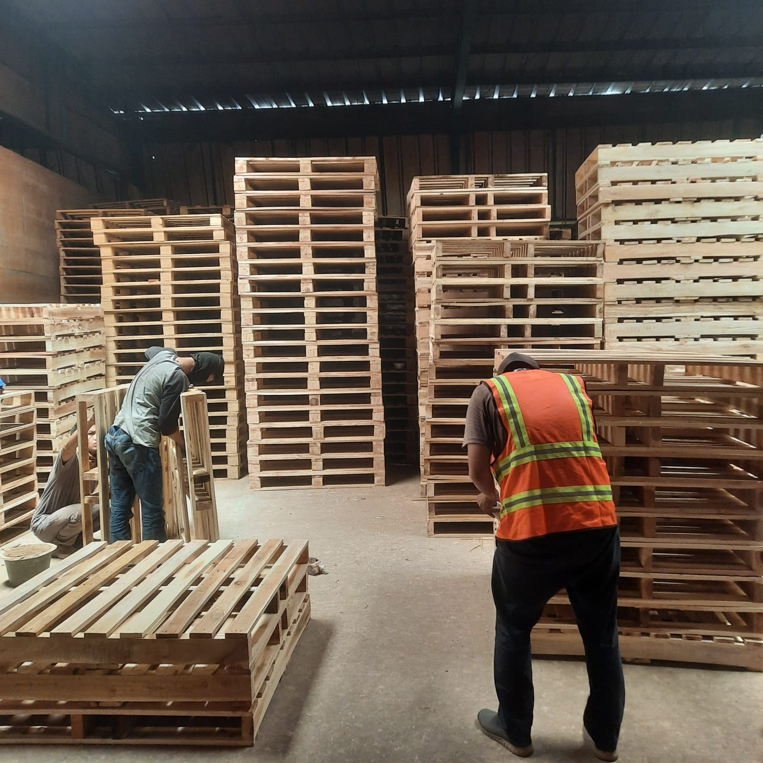 Pemilihan Jenis Kayu untuk Ekspor